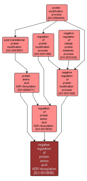 GO:0010836 - negative regulation of protein amino acid ADP-ribosylation (interactive image map)
