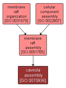 GO:0070836 - caveola assembly (interactive image map)