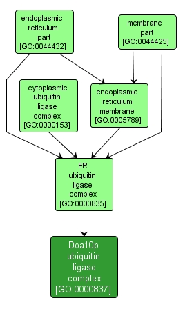 GO:0000837 - Doa10p ubiquitin ligase complex (interactive image map)