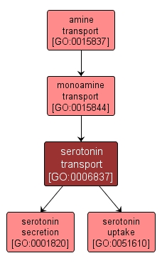 GO:0006837 - serotonin transport (interactive image map)