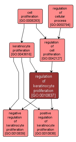 GO:0010837 - regulation of keratinocyte proliferation (interactive image map)