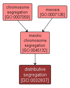 GO:0032837 - distributive segregation (interactive image map)