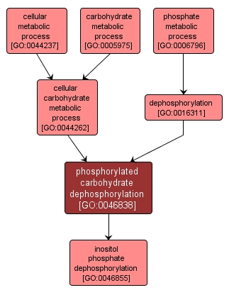 GO:0046838 - phosphorylated carbohydrate dephosphorylation (interactive image map)