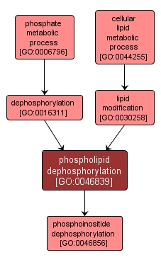 GO:0046839 - phospholipid dephosphorylation (interactive image map)
