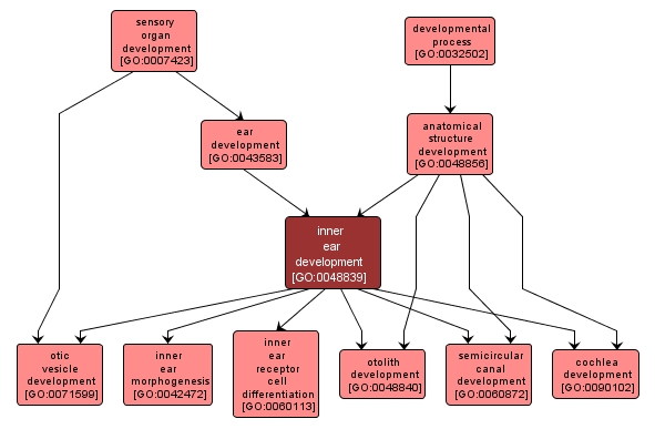 GO:0048839 - inner ear development (interactive image map)