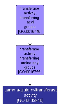 GO:0003840 - gamma-glutamyltransferase activity (interactive image map)