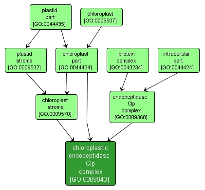 GO:0009840 - chloroplastic endopeptidase Clp complex (interactive image map)