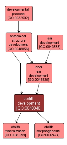 GO:0048840 - otolith development (interactive image map)