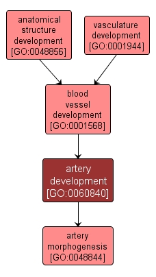 GO:0060840 - artery development (interactive image map)
