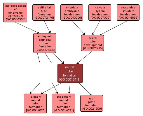 GO:0001841 - neural tube formation (interactive image map)