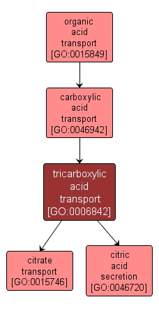 GO:0006842 - tricarboxylic acid transport (interactive image map)