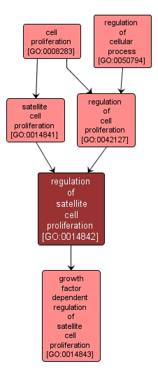 GO:0014842 - regulation of satellite cell proliferation (interactive image map)