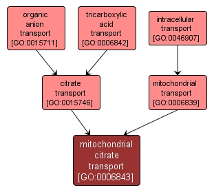 GO:0006843 - mitochondrial citrate transport (interactive image map)