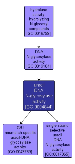 GO:0004844 - uracil DNA N-glycosylase activity (interactive image map)