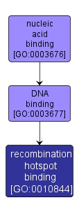 GO:0010844 - recombination hotspot binding (interactive image map)