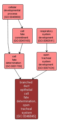 GO:0046845 - branched duct epithelial cell fate determination, open tracheal system (interactive image map)