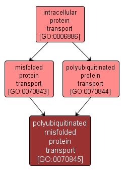 GO:0070845 - polyubiquitinated misfolded protein transport (interactive image map)