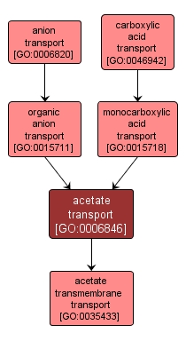 GO:0006846 - acetate transport (interactive image map)