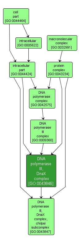 GO:0043846 - DNA polymerase III, DnaX complex (interactive image map)
