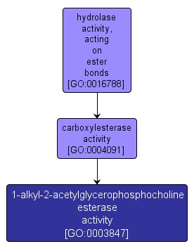 GO:0003847 - 1-alkyl-2-acetylglycerophosphocholine esterase activity (interactive image map)