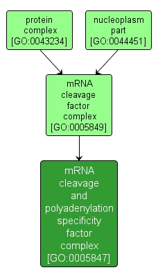 GO:0005847 - mRNA cleavage and polyadenylation specificity factor complex (interactive image map)