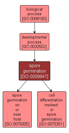 GO:0009847 - spore germination (interactive image map)