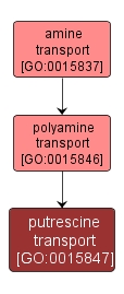 GO:0015847 - putrescine transport (interactive image map)