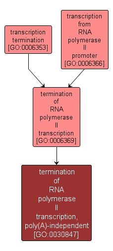 GO:0030847 - termination of RNA polymerase II transcription, poly(A)-independent (interactive image map)