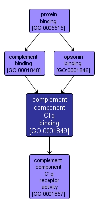 GO:0001849 - complement component C1q binding (interactive image map)