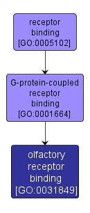 GO:0031849 - olfactory receptor binding (interactive image map)