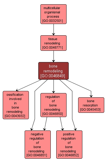 GO:0046849 - bone remodeling (interactive image map)
