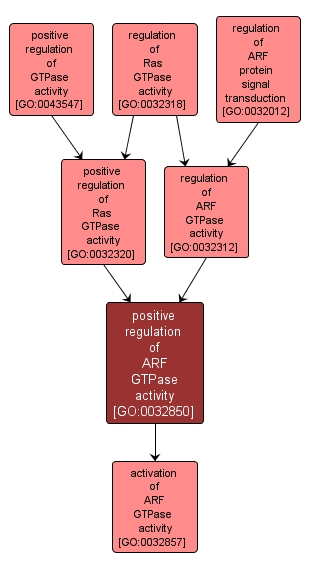 GO:0032850 - positive regulation of ARF GTPase activity (interactive image map)