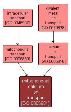 GO:0006851 - mitochondrial calcium ion transport (interactive image map)