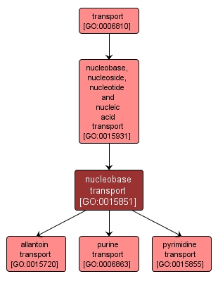 GO:0015851 - nucleobase transport (interactive image map)