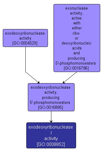 GO:0008852 - exodeoxyribonuclease I activity (interactive image map)