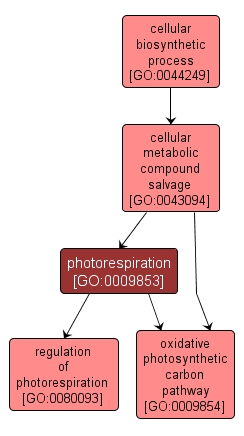 GO:0009853 - photorespiration (interactive image map)
