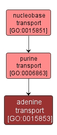 GO:0015853 - adenine transport (interactive image map)