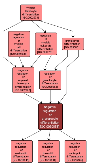 GO:0030853 - negative regulation of granulocyte differentiation (interactive image map)