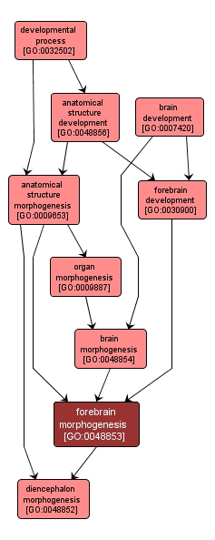 GO:0048853 - forebrain morphogenesis (interactive image map)