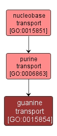 GO:0015854 - guanine transport (interactive image map)