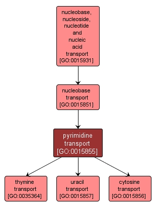 GO:0015855 - pyrimidine transport (interactive image map)