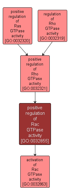 GO:0032855 - positive regulation of Rac GTPase activity (interactive image map)