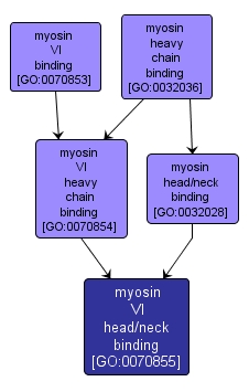 GO:0070855 - myosin VI head/neck binding (interactive image map)