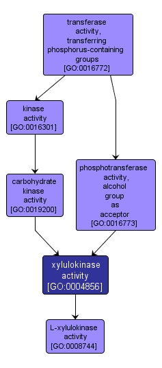 GO:0004856 - xylulokinase activity (interactive image map)