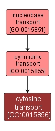 GO:0015856 - cytosine transport (interactive image map)