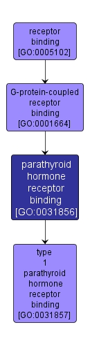 GO:0031856 - parathyroid hormone receptor binding (interactive image map)