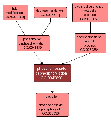 GO:0046856 - phosphoinositide dephosphorylation (interactive image map)