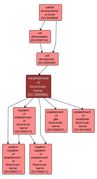 GO:0060856 - establishment of blood-brain barrier (interactive image map)