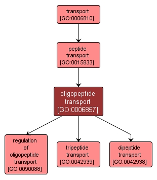 GO:0006857 - oligopeptide transport (interactive image map)