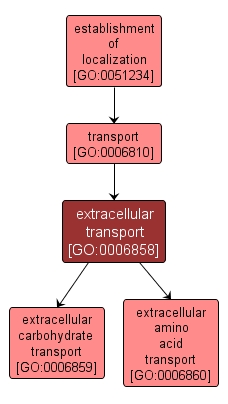 GO:0006858 - extracellular transport (interactive image map)